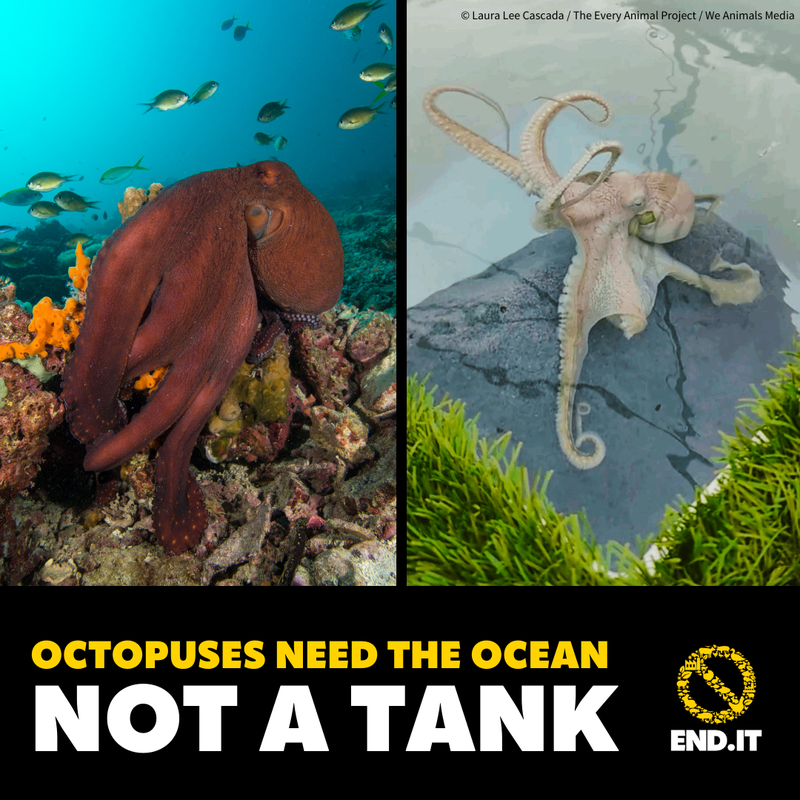 Octopus in underwater ocean scene juxtaposed with an octopus in stark tank. Text reads &#x27;Octopus need the ocean, not a tank&#x27;