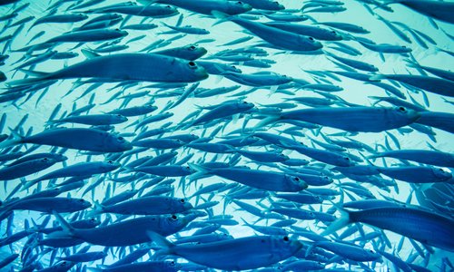 Un banco di sardine nuota nell'oceano