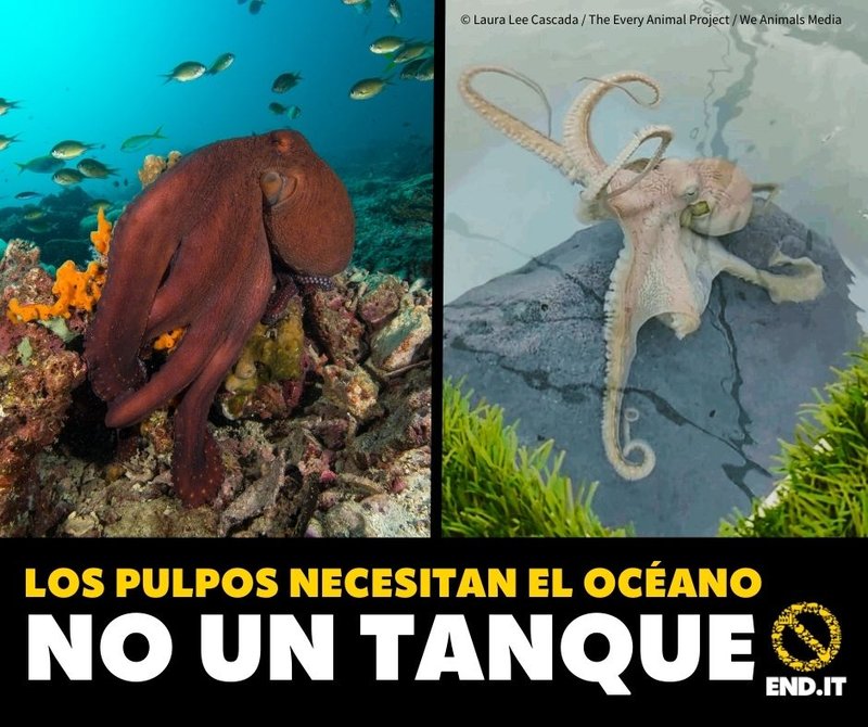 General toolkit octopus asset_FACEBOOK
