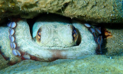 An octopus looking out from underneath a rock