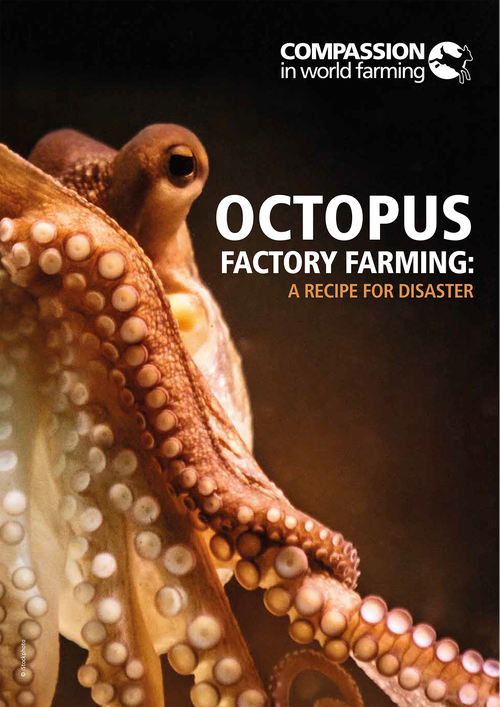 Copertina di un report con titolo in bianco "Octopus Factory Farming: A Recipe for Disaster". Sullo sfondo, il primo piano di un polpo arancione