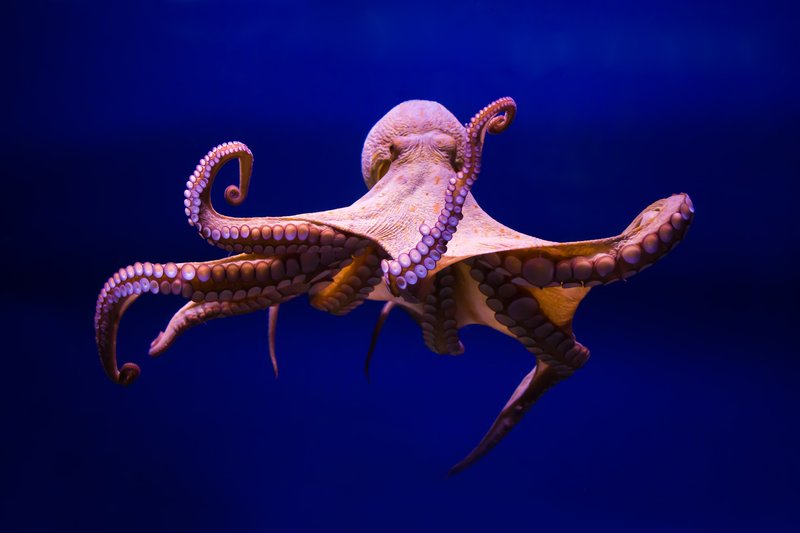 A large octopus with spread tentacles against backdrop of vibrant blue ocean