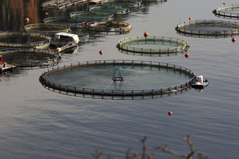 Aerial view of floating fish farm pens