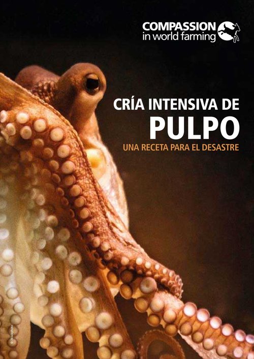 Primer plano de un pulpo naranja con texturas detalladas de su ojo y tentáculos. El título reza: «Octopus Factory Farming: Una receta para el desastrer'